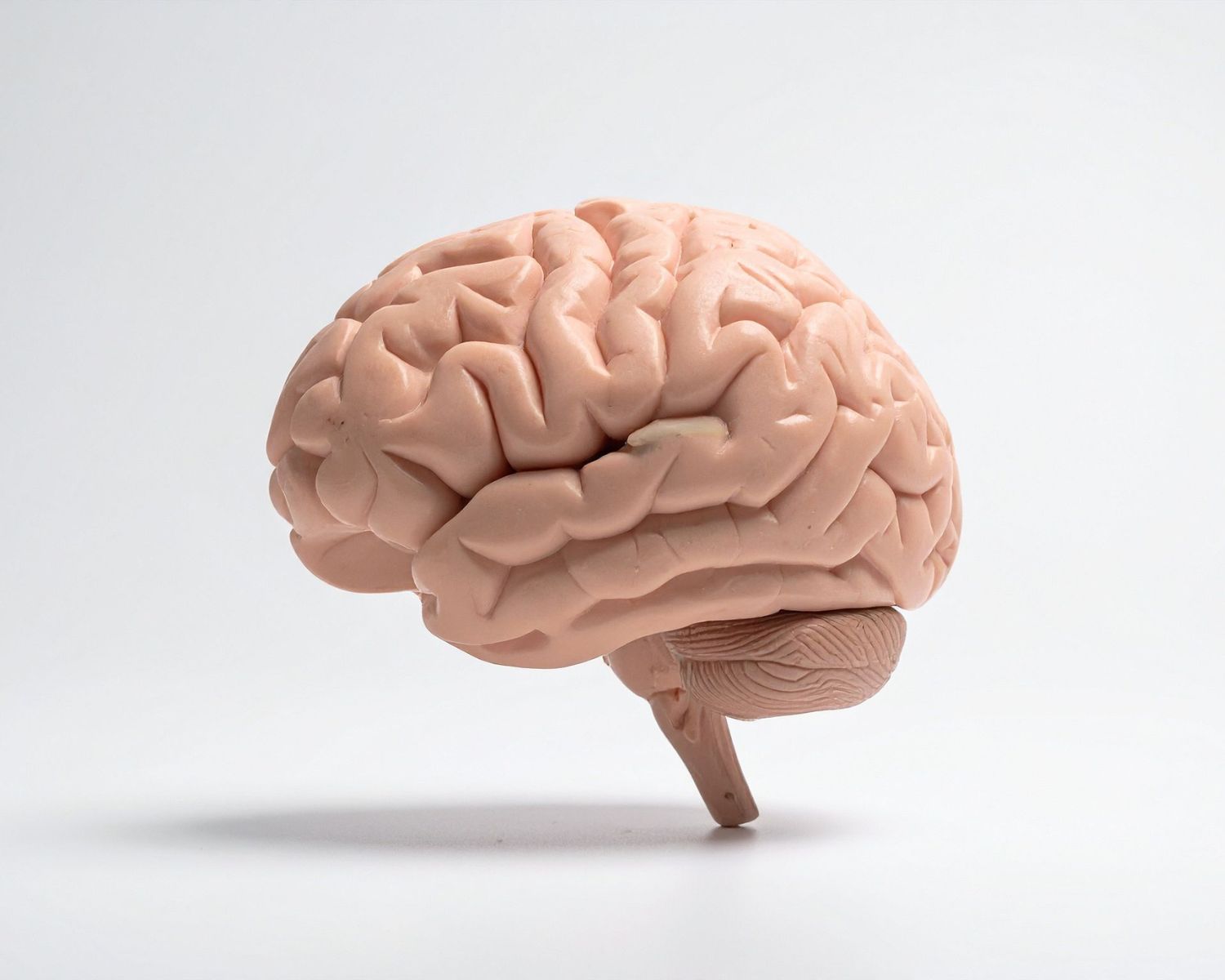 Why Neurological Chiropractic Is the Difference at Innate - Kansas City chiropractic blog about family wellness and natural healing